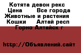 Котята девон рекс › Цена ­ 1 - Все города Животные и растения » Кошки   . Алтай респ.,Горно-Алтайск г.